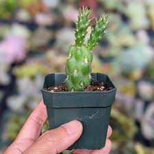 Image result for Opuntia imbricata