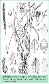 Image result for Setaria pumila