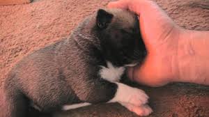 Hanson is an adorable french bulldog mix puppy that has a face you can't resist. Bulldog Husky Mix Puppies Off 55 Www Usushimd Com