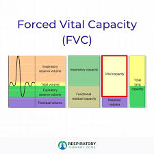 Image result for Vital Capacity