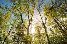 Maybe you would like to learn more about one of these? 4 Reasons Why Our Secluded Gatlinburg Cabins Are The Perfect Vacation Idea Pigeon Forge Cabin Rentals Gatlinburg Cabin Rentals Hemlock Hills