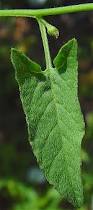 Image result for Convolvulus arvensis