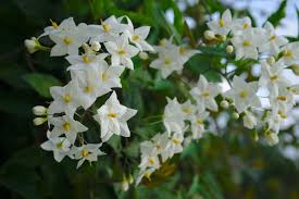 Fiori bianchi orto spontanee : Solanum Tuberosum Torvum Jasminoides Orto E Giardino