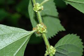 Image result for Pouzolzia parasitica