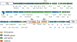 Since sexual contact is the primary mode of transmission. Herpes Genome Viralzone