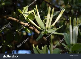 Image result for Tapinanthus oleifolius