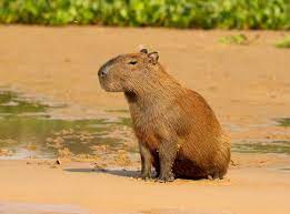 Sustantivo que varía en género.se usa el artículo masculino (el, un) o femenino (la, una) según el caso.ejemplos: Carpincho Hydrochoerus Hydrochaeris Argentinat