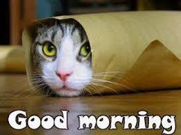 Pin On Animals Wallpapers