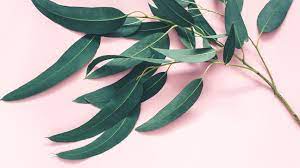 Mist the pot every 1 to 2 days to keep it evenly moist, and store the pot in a warm place like the top of a fridge until the seeds germinate. 7 Impressive Benefits Of Eucalyptus Leaves