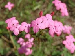 Image result for Kohautia