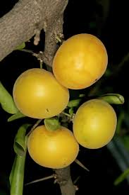 Image result for Dovyalis afra