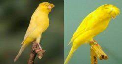 golden finch turleri ve ozellikleri kuslar gen tr kus yorkshire