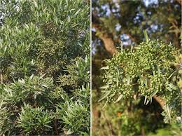 Image result for Pavetta cataractarum