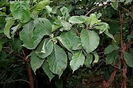 Image result for Hymenodictyon parvifolium