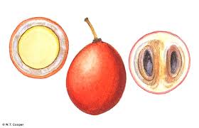 Image result for Salacia leptoclada