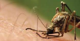 0 ratings0% found this document useful (0 votes). Menangani Masalah Nyamuk Positive Parenting