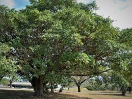 Image result for Ficus craterostoma