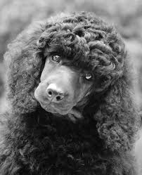 Black And White Standard Poodle Puppy Of Dja Iva Puppies In 2020 Poodle Poodle Puppy Black Standard Poodle
