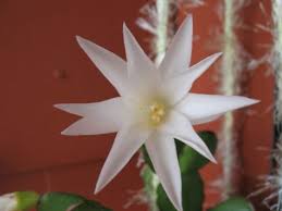 Should not be used for food purposes after use with. Houseplant Easter Cactus Photo