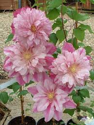 Patricia Ann Fretwell Pafar Clematis Flower Flowers Perennials Clematis