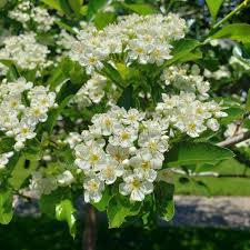 Image result for Crataegus
