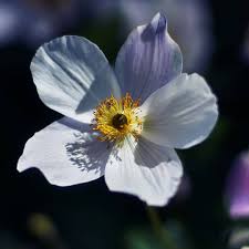 In many european countries, chrysanthemums are only used for funerary bouquets or on graves. Anemone Flower Meaning And History Learn More About This Lovely Plant