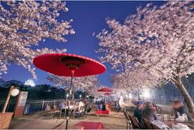 Shortly after the area was designated as a park, world war ii broke out. Osaka Castle Park Enjoy The Japanese Atmosphere Empty Handed Bbq At Famous Cherry Blossom Spot Icoico