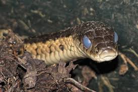 Snake eye closeup by henrik vind | snake eyes. My Snake S Eyes Seem Cloudy What Could That Mean Quora