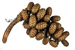 Image result for Raphia sese