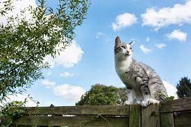 We did not find results for: Pet Pain Management The Pets Place Animal Hospital Riverside Ca