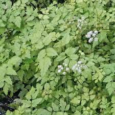 Image result for Oenanthe