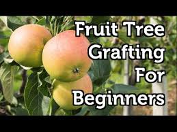 Fruit Tree Grafting For Beginners Youtube