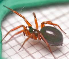 Image result for Warneckea walikalensis