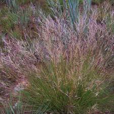 Image result for Aristida