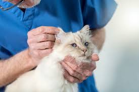 Cat balding, otherwise called alopecia, is either acquired or procured. Cat Losing Hair On Ears