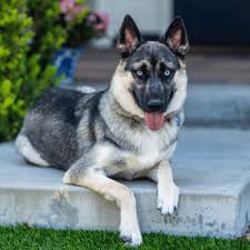 We also work with other affiliate programs so please assume all links are affiliate links. 22 Types Of Huskies Temperament Appearance Trainability Explained