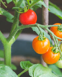 Je Vais Bientot Pouvoir Cueillir Mes Premieres Tomates Cerise Quel Plaisir De Manger Les Fruits Et Legumes De Son Jardin Ou Balcon En L Occurrence Gardening In 2020