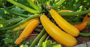 Grow 1 to 2 plants per person. How To Grow Golden Zucchini Gardener S Path