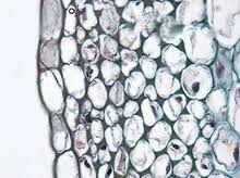 Difference between animal cell and plant cell wikipedia. Tissue Biology Wikipedia