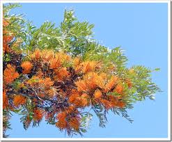 Image result for Grevillea robusta