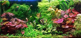 Shopee malaysia | free shipping across malaysia malaysia's #1 shopping. Best Aquarium Plants 21 Popular Plants For A Home Aquarium