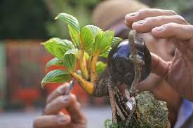 Check spelling or type a new query. Video Omzet Jutaan Rupiah Dari Bisnis Bonsai Pohon Kelapa