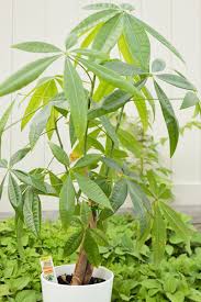 Use a sharp, clean tool to remove any brown or dying leaves, stems, or any pieces that are overgrown. Money Tree Plant Care Growing Watering Flowering Propagation Plant Index