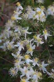 Image result for Clematis brachiata