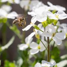 Image result for Arabis alpina