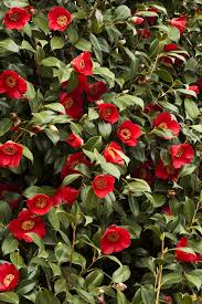 Pin On Winter Garden Scents Colors