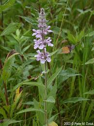 Image result for Stachys nemorivaga