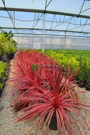 Image result for Cordia pilosissima