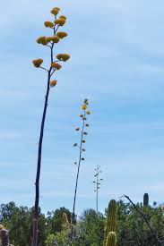 Image result for Walleria mackenziei