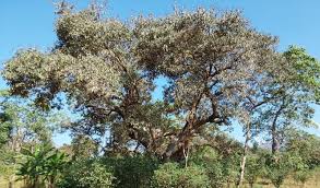 Image result for Cordia africana